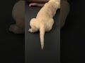 My puppylove.!#puppyvideos #puppyshorts #puppylife