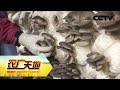 《农广天地》蘑菇变身翻倍赚钱 20181224 | CCTV农业