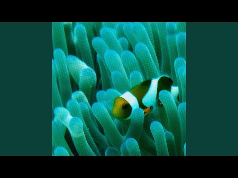 Putar Coral Reef - Dj Cutman
