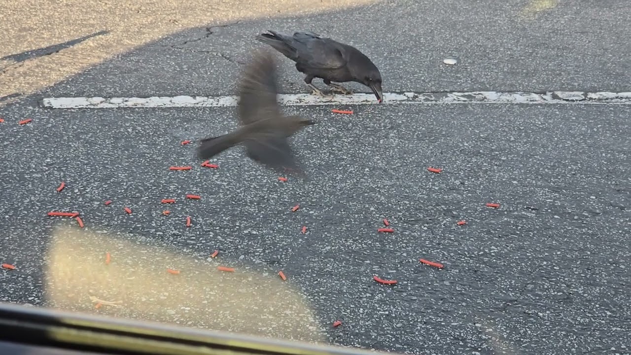 WORLD FAMOUS POOR DEAD GOD (Bonnie Gill SkyValley CA Facebook)
