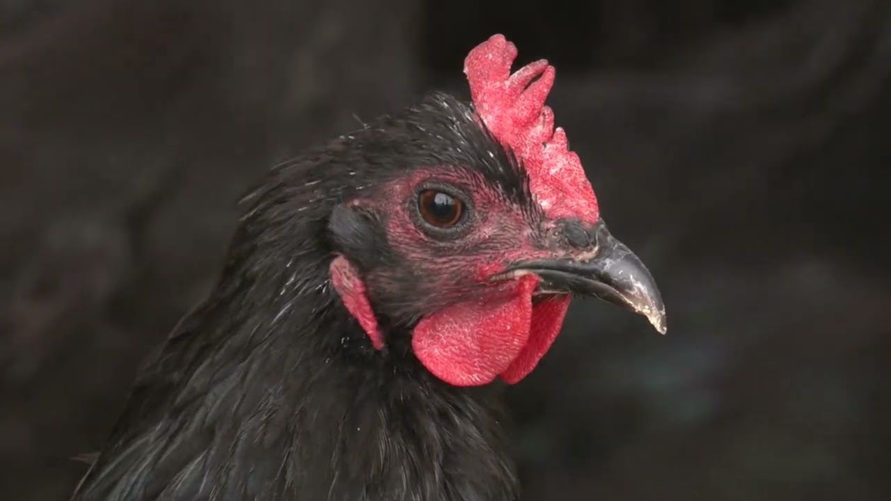 Eko minijature / Stare srpske rase - Svrljiška kokoš