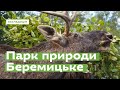 Беремицьке. Відновлювати природу • Ukraïner