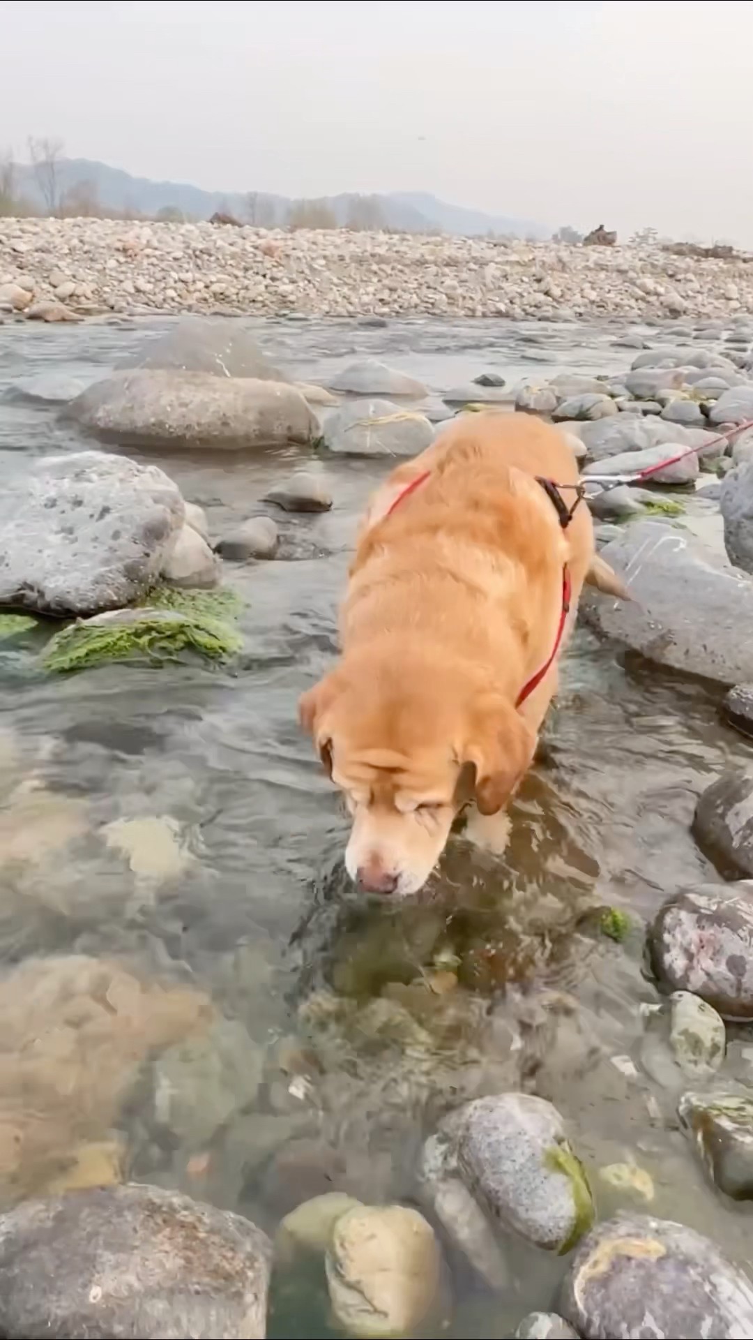 Leo and reo in river? #shorts | Anant Rastogi