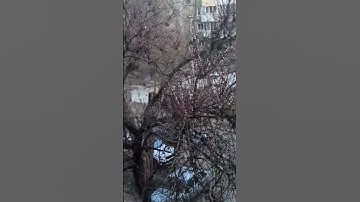 Thumbnail of Apricot blossom. #ukraine #spring #apricots
