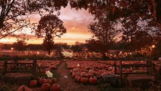 Pumpkin Patch Ambience at Sunset 🎃 Cozy Autumn Sounds for Relaxation & Study