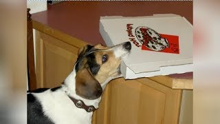 Dogs Will Do Anything For Food!