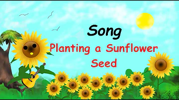 Song. Planting a Sunflower Seed