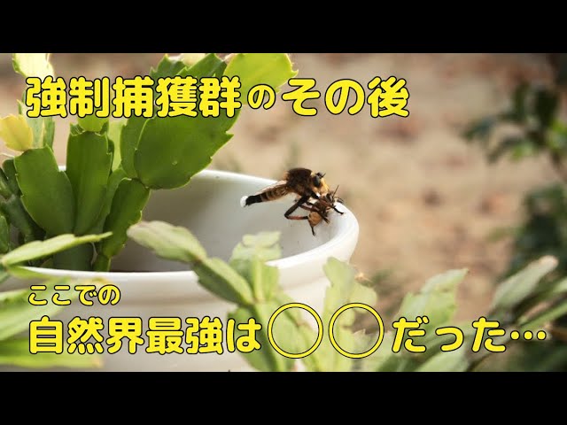 ニホンミツバチ】強制捕獲群その後 ここでの自然界最強は 
