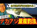 アジング初心者の僕が大アジを釣りまくってる方法がコレ！
