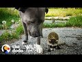 Wild Baby Raccoons Think A Pit Bull Is Their Mom  | The Dodo Wild Hearts