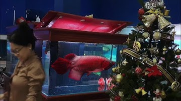Cá Rồng Huyết Long Phượng Hoàng 60cm Cập Bến Cá Rồng Hùng Anh #cacanh #carong #caronghuyetlong