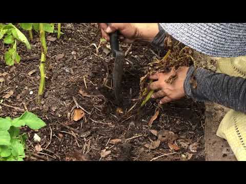 Video: Ali je krompir, kupljen v trgovini, varen za gojenje: gojenje krompirja v trgovini z živili