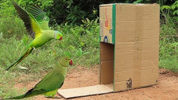 Easy Quick Parrot Trap Using Cardboard Box - Best Method Bird Trap