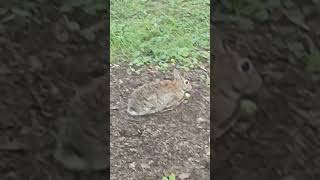 WASCULY WABBIT GETTING HIS GRUB ON! 🐰🌰🐇💨😆 #wabbit #elmerfudd #looneytunes #rabbit #rabbitvideo 🎥🎬🎞️💯