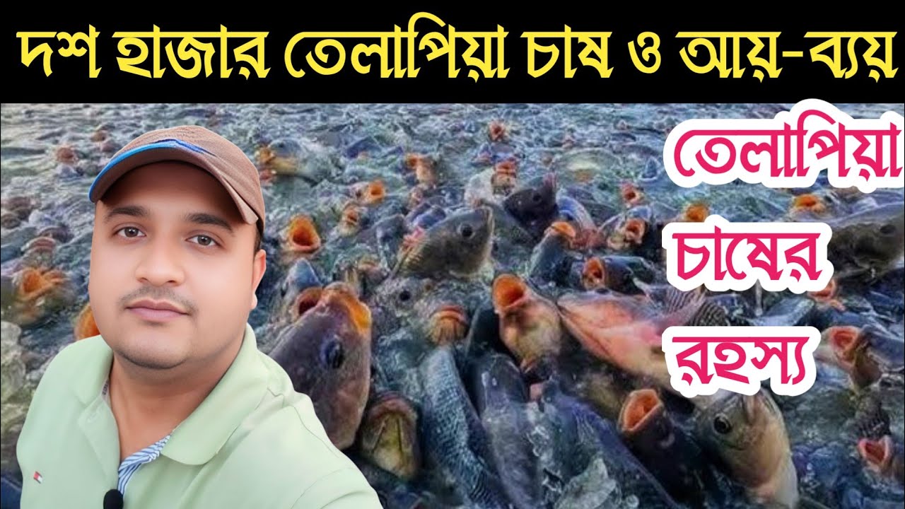 ১০ হাজার মনোসেক্স তেলাপিয়া মাছ চাষ | খরচ, লাভ ও সম্পূর্ণ গাইড ২০২৬ / fish // বংশীএগ্রো