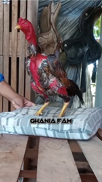 Ciri-ciri ayam pukul #viraltiktok #ayam #istanaayambangkok #ayambangkok #anakayambangkok #shortvideo