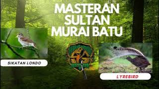 Download lagu MASTERAN SULTAN UNTUK BURUNG MURAI BATU
