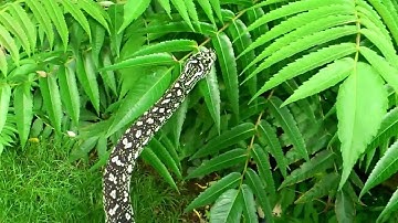 my adult male diamond x jungle carpet python