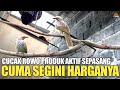 BURUNG CUCAK ROWO PRODUK AKTIF SEPASANG CUMA SEGINI HARGANYA !