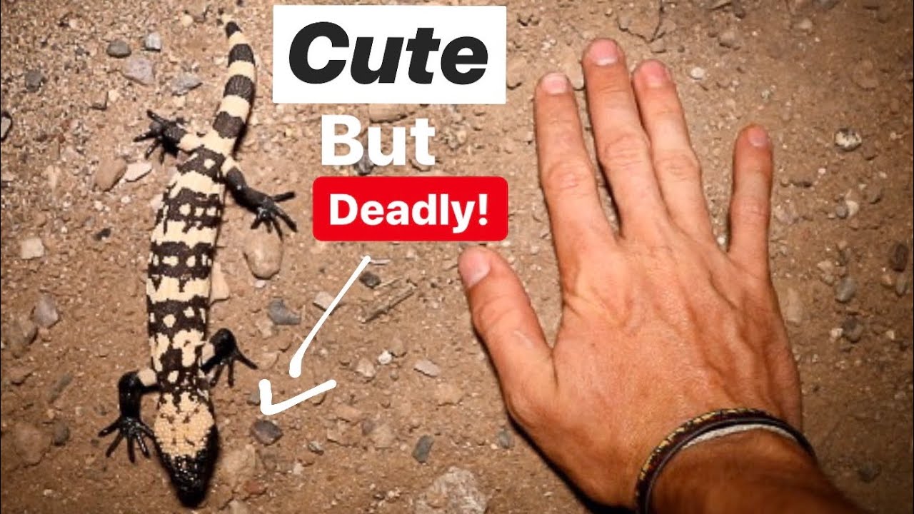 Venomous Lizards, Bizarre "Worm" Snakes, Toads and More! Herping