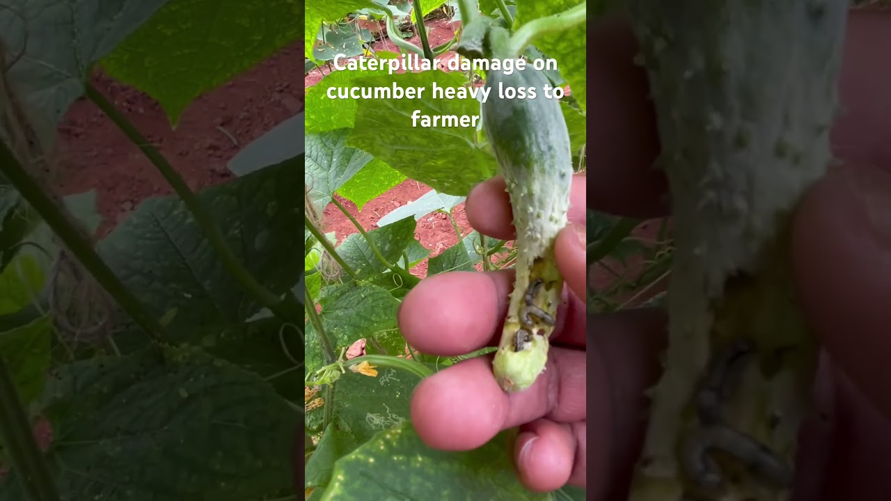 Caterpillar eating cucumber 