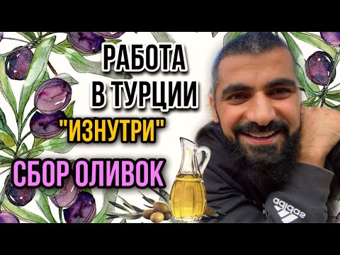 Я В ТУРЕЦКОЙ СЕМЬЕ.КАК РАБОТАЮТ ТУРКИ? УРОЖАЙ ОЛИВОК. VLOG