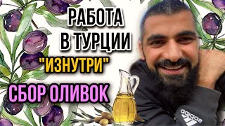 видео: Я В ТУРЕЦКОЙ СЕМЬЕ.КАК РАБОТАЮТ ТУРКИ? УРОЖАЙ ОЛИВОК. VLOG картинка: Я В ТУРЕЦКОЙ СЕМЬЕ.КАК РАБОТАЮТ ТУРКИ? УРОЖАЙ ОЛИВОК. VLOG