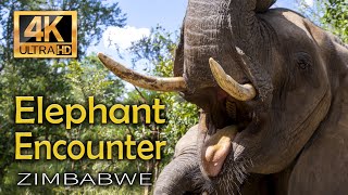 Elephant encounter. Victoria Falls. Zimbabwe - 4K Video Ultra HD (2160p, 60fps)