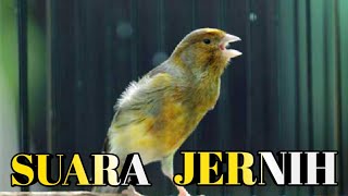 Download lagu SUARA JERNIH, MASTERAN KENARI SUARA SUPER JERNIH