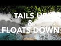 Tails up  floats down spearfishing panama