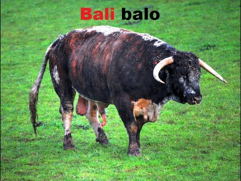 Bali Balo (Chanson paillarde)