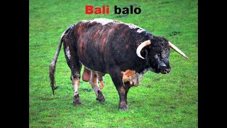 Video-Miniaturansicht von „Bali Balo (Chanson paillarde)“