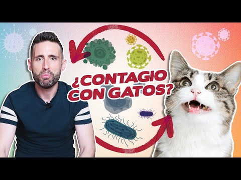 Video: ¿Los trinos en los gatos son contagiosos?