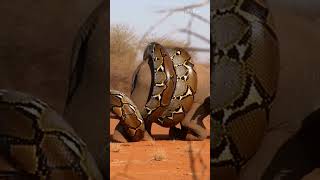 Python vs Elephant… The Moment Survival Ends 🐍🐘