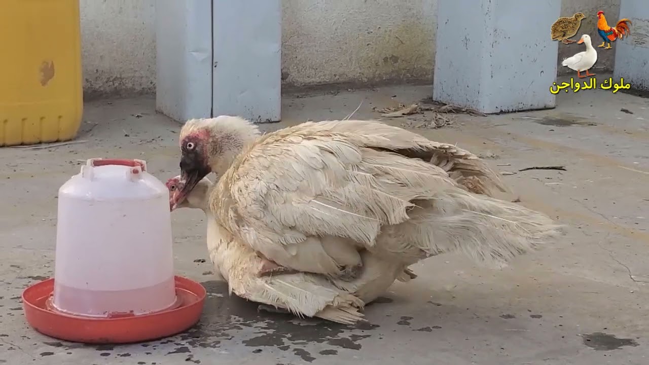 تزاوج البط - تكبيس ذكر البط