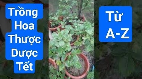 hướng dẫn trồng, chăm sóc hoa thược dược tết từ a-z