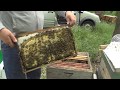 Bienen Naturwabenbau Österreichische Breitwabe im Warmbau / Vier Schwärme in Vier Wochen