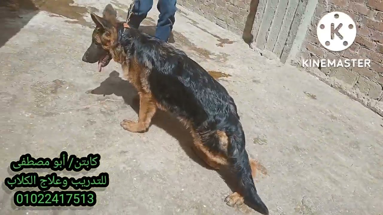 برادلى كلب جيرمن بيعانى من كساح وهيب ديزبلازيا شديد جداً/ضيف جديد لسه داخل عندنا للعلاج من أخطر مرض