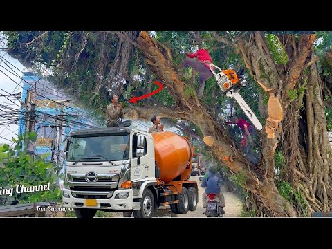 Felling a dense tree repeatedly struck by vehicles over the years