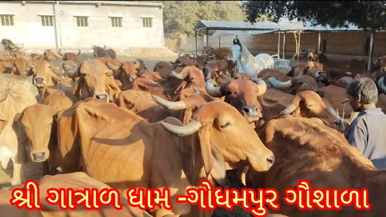 ગૌ માતાજી માટે આજે લાડવા બનાવ્યા //શ્રી ગાત્રાળ ધામ ગોધમપુર ગૌશાળા //