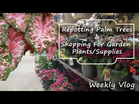 Video: Spindle Palm Houseplant: aprenda sobre el cuidado interior de Spindle Palms