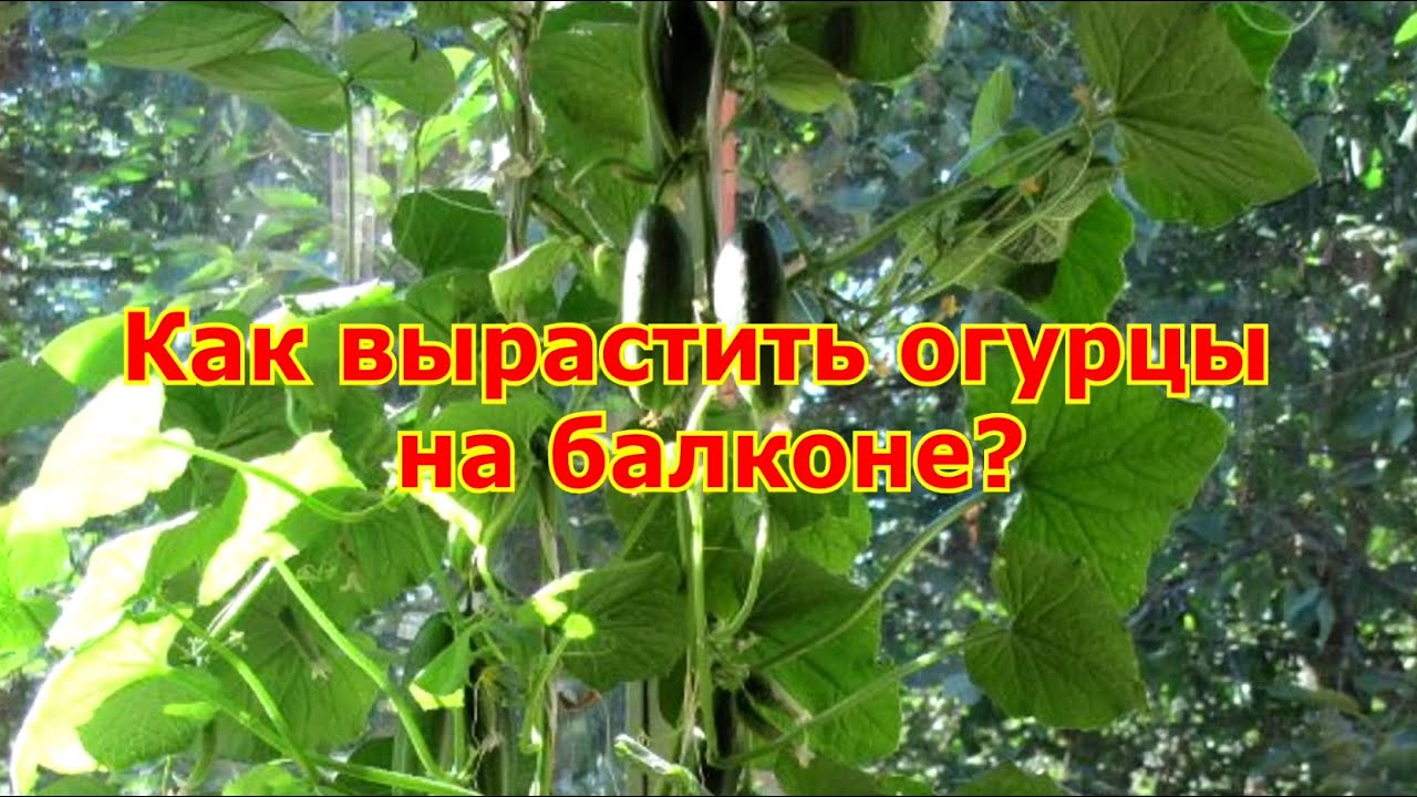 Как вырастить огурцы на балконе - YouTube