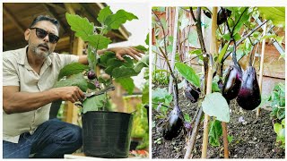 How To Prune Eggplant  | Tips For Growing Brinjal