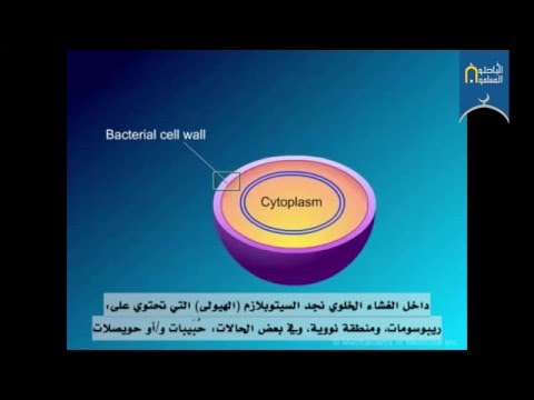 فيديو: كيف يعمل بيتا جالاكتوزيداز؟