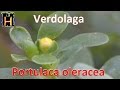 Verdolaga remedios naturales beneficios y contraindicaciones. Propiedades Verdolaga.