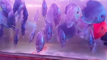 Cá kiểng đường lưu xuân tín . Vào tận góc gặp toàn cá đẹp.