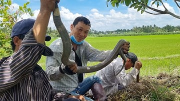 Con Rắn Cực Độc Đại Cụ Ở Gò Mã Lâu Năm | Mười Thương SB_  Tập 60