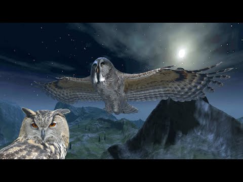 Owl Hunting Journey - Android / iOS - Gameplay