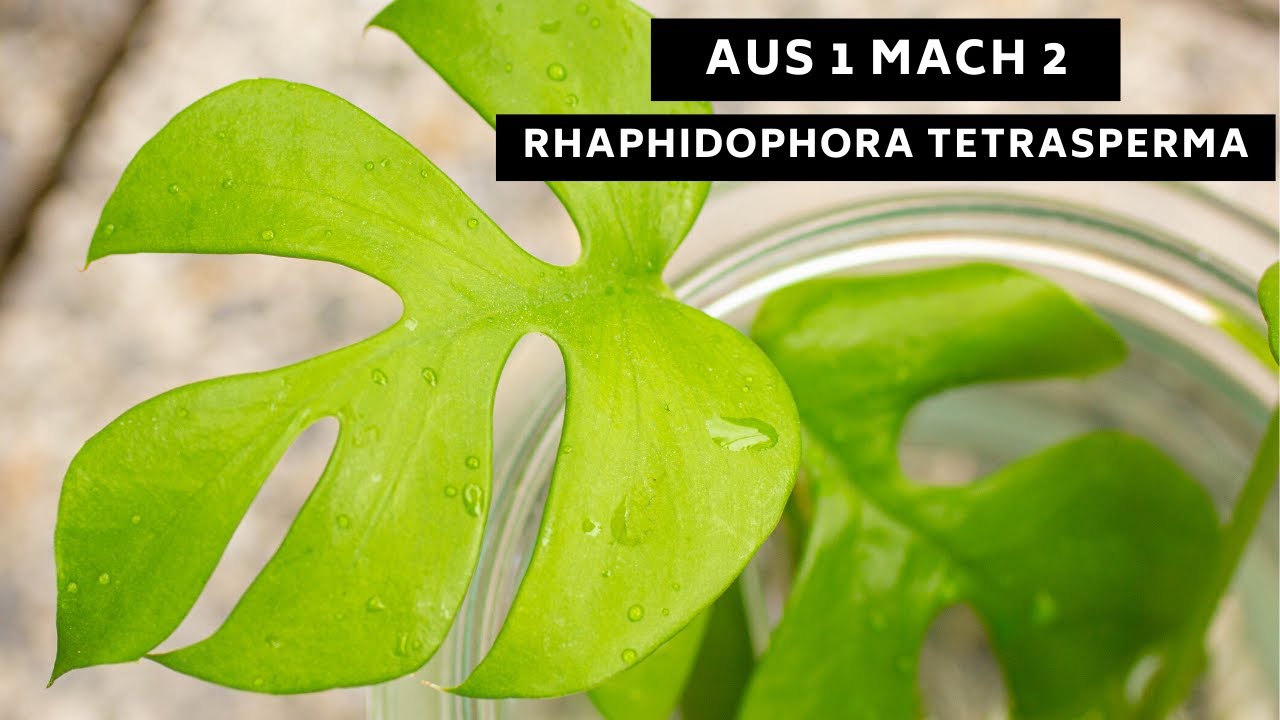monstera plakat Monstera | Posters & posters designed by Linn Wold main image 1