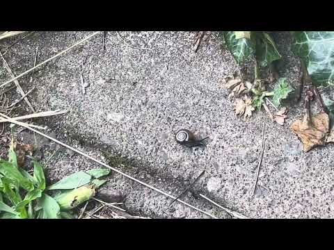 saw a snail